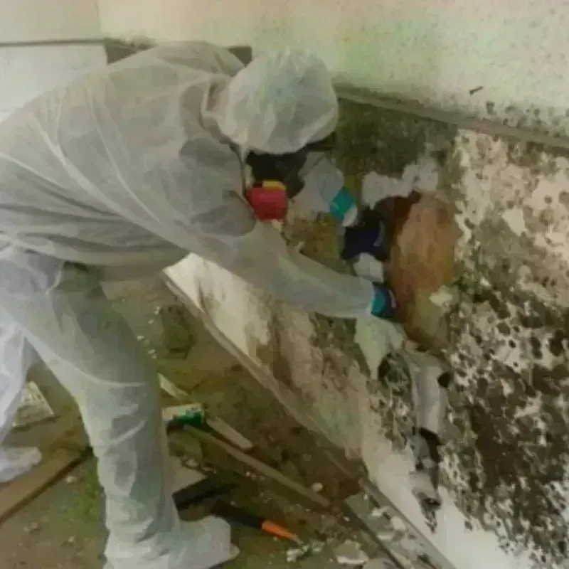 Mold Remediation and Removal in The Colony, TX